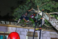 Pohon Alpukat Timpa Rumah Warga Kedungbanteng, Hujan Deras Picu Pohon Tumbang di Karangnangka