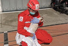 Petugas PMI Selamatkan Kucing yang Terjebak dalam Toko yang Terdampak Kebakaran Rita Pasaraya Cilacap
