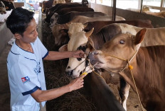 Permintaan Meningkat, Harga Sapi Kurban Tembus Rp 40 Juta di Banjarnegara