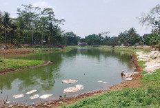 Debit Situ Elok Cilongok Banyumas Menyusut Sebabkan Wisata Sepi, Pedagang Kehilangan Pembeli Saat Kemarau
