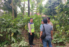 Jatuh dari Pohon Setinggi 16 Meter, Penderes Bobotsari Purbalingga Meninggal di Tempat