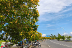 Jalan Bung Karno Dipenuhi Bunga Tecoma Mekar, DLH Banyumas Siapkan Identitas Tanaman Tiap Jalan