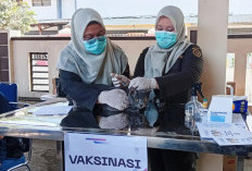 15 Ribu Hewan di Cilacap Berpotensi Bawa Rabies, 800 Ditarget Vaksin