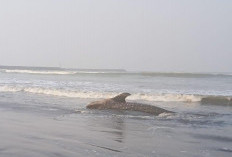 Hiu Paus Seberat 1 Ton Ditemukan Mati Terdampar di Pantai Bleberan Cilacap