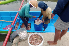 Nelayan Cilacap Minta Sungai Kaliyasa Dikeruk, Terakhir Tahun 1995