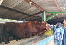 Sapi 1,2 Ton dari Cilongok Dibeli Presiden, Peternak Banyumas Tak Menyangka Ternaknya Jadi Kurban Prabowo