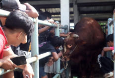 Sapi Bantuan Kemasyarakatan Presiden Jadi Tontonan, Bobot 1,2 Ton Tarik Perhatian Warga Banyumas