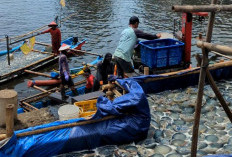 Ratusan Nelayan Cilacap Pasok Ubur-Ubur, Berkah Saat Paceklik Tangkapan Ikan