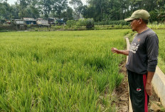 Kemarau Panjang Ganggu Pertanian Banyumas, Petani Cilongok Beralih ke Pola Hemat Air