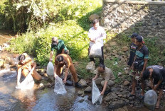 Ribuan Benih Nilem Ditebar ke Sungai Cimanik untuk Jaga Ekosistem 