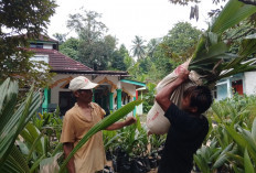 Bibit Kelapa Genjah Dibagikan, Tekan Risiko Penderes di Sumpiuh Banyumas