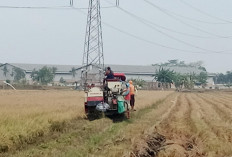 Panen Padi Mulai Berlangsung, Cilacap Diprediksi Panen Raya September