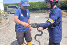 King Cobra Terjebak di Perangkap Tikus di Area RSU Priscilla Cilacap