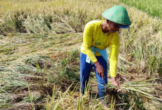 Petani Banyumas Didorong Percepat Tanam, Antisipasi Kemarau Datang Lebih Awal