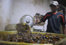 Cuaca Ekstrem Sempat Ganggu Pasokan Keong Sawah, Pedagang Keong Masak Andalkan Pasokan Luar Banyumas