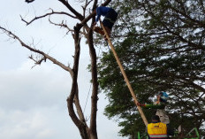 Penebangan Pohon Lapuk Berlangsung Menegangkan, Dahan di Atas Kabel Hambat Evakuasi di Jalur Buntu-Sirau 