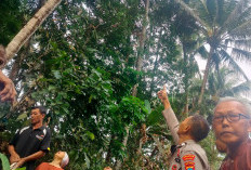 Penderes Nira di Bobotsari Purbalingga Ditemukan Meninggal di Bawah Pohon Kelapa