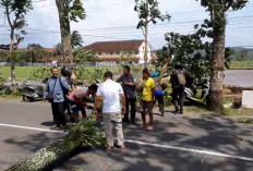 Angin Kencang Terjang Purbalingga, Pengendara Motor Tertimpa Pohon di Mrebet