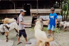 Jelang Idul Adha, Ketersediaan Kambing Kurban di Cilacap Aman