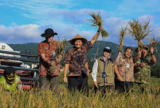 Jateng Mulai Panen Raya Padi, Diperkirakan Bisa Panen 3,35 Juta Ton Selama 3 Bulan