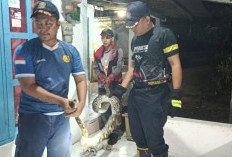Sanca 3,5 Meter Masuk Kandang Ayam Warga, Damkar Kemranjen  Banyumas Evakuasi Ular Dini Hari