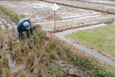 Petani Sibalung Kejar Tiga Kali Panen Padi, Sistem Pethuk Diterapkan Saat Kemarau di Kemranjen Banyumas