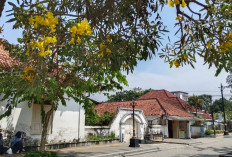 Tabebuya Mekar Percantik Kota Lama Banyumas, Jadi Daya Tarik Wisata