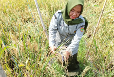 Program Sergab Dipastikan Tepat Sasaran, BPP Sumpiuh Banyumas Cek Kualitas Gabah Petani