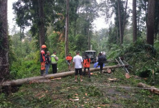 Hujan Angin Terjang Baturraden Banyumas, Akses Wisata Terhenti Sementara