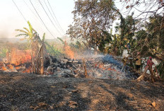 Pangkalan Kayu di Cipari Ci;acap Terbakar, Penyebab Diduga dari Pembakaran Sampah yang Ditinggal 