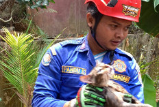 Damkar Kroya Evakuasi Kucing yang Jatuh ke Sumur Sedalam 6 Meter