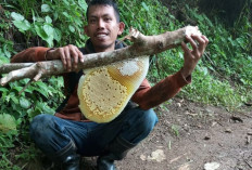 Musim Hujan, Peternak Kebumen Berburu Lebah Liar Untuk Ditangkarkan