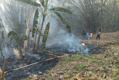 15 Hektare Lahan di Sidareja Cilacap Terbakar , Penyebab Masih dalam Penyelidikan