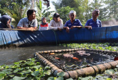 Sidat Jadi Andalan Warga Sidamukti, Dorong Ekonomi Sekaligus Jaga Alam
