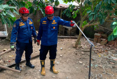 Dikhawatirkan Membahayakan, Damkar Purbalingga Evakuasi Ular Kobra di Kemangkon