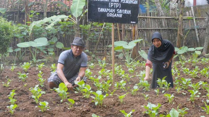 Tiparkidul Dorong Pemanfaatan Lahan Pekarangan